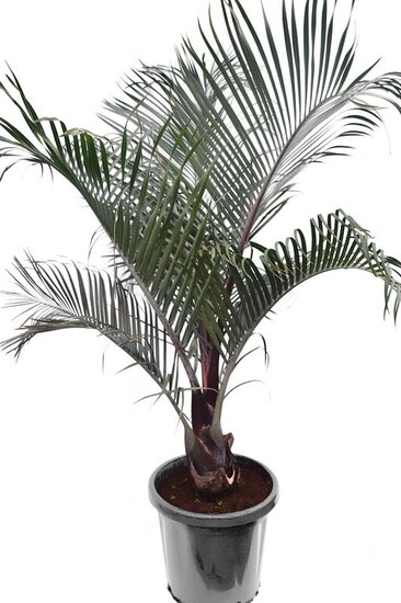 Dypsis decaryi