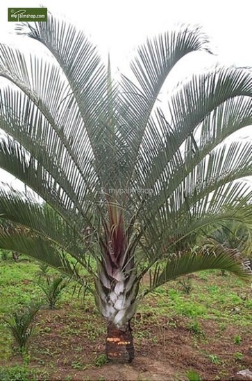 Dypsis decaryi - pot &Oslash; 40 cm [pallet]