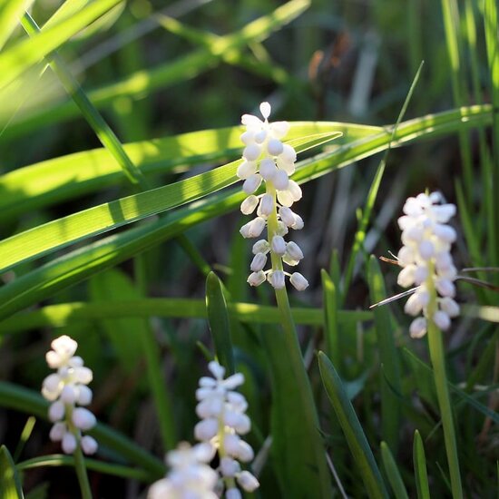 Liriope muscari Monroe White