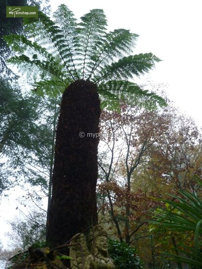 Dicksonia antarctica - trunk 40-50 cm [pallet]