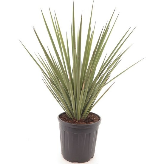 Yucca baccata