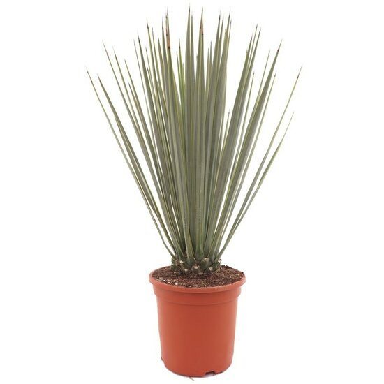 Yucca rigida