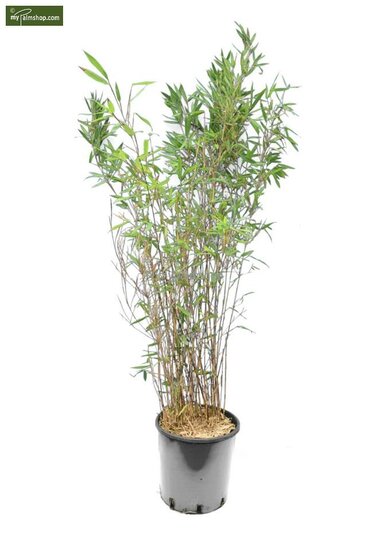 Fargesia Winter Joy - total height 120-150 cm - pot 10 ltr