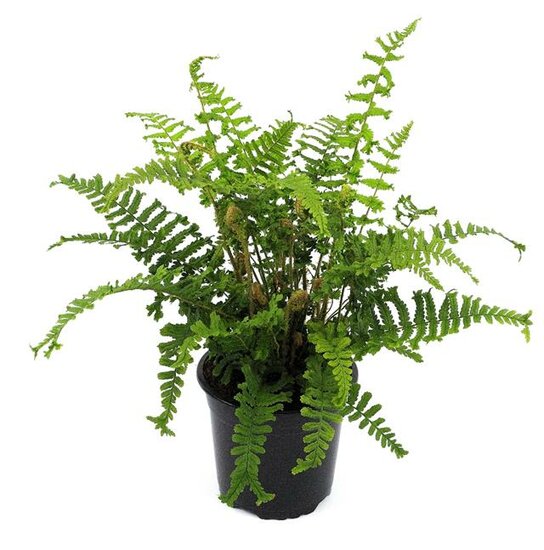 Dryopteris affinis Cristata the King - pot 1,7 ltr