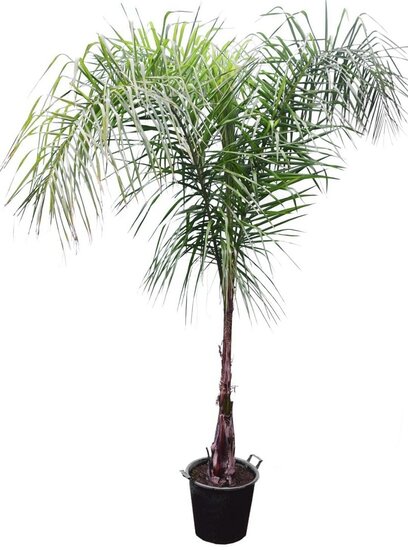 Syagrus romanzoffiana sp. Santa Catarina - trunk 60-80 cm - pot &Oslash; 50 cm [pallet]