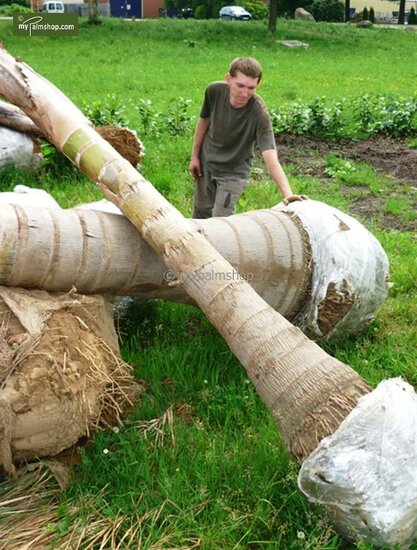 Syagrus romanzoffiana sp. Santa Catarina - trunk 60-80 cm - pot &Oslash; 50 cm [pallet]