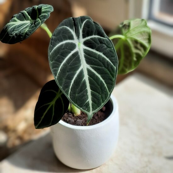 Alocasia reginula Ninja