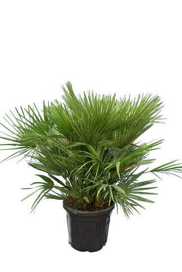 Chamaerops humilis Vulcano - total height 80-100 cm - pot &Oslash; 40 cm