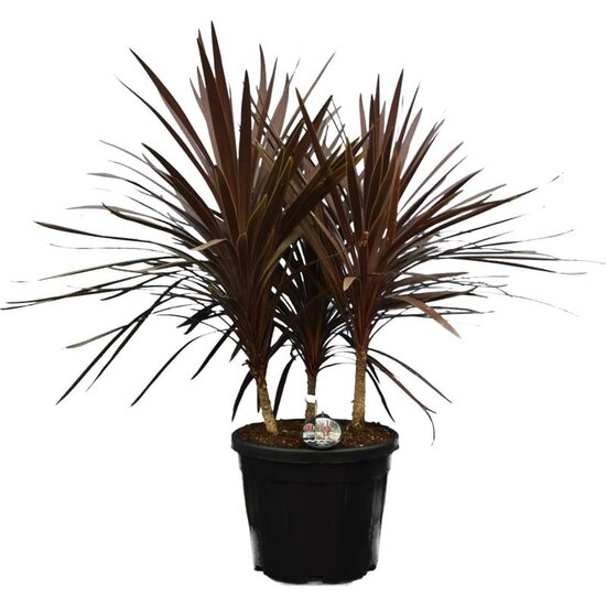 Cordyline australis Red Star multitrunk