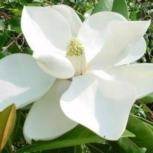 Magnolia grandiflora - pot &Oslash; 80 cm