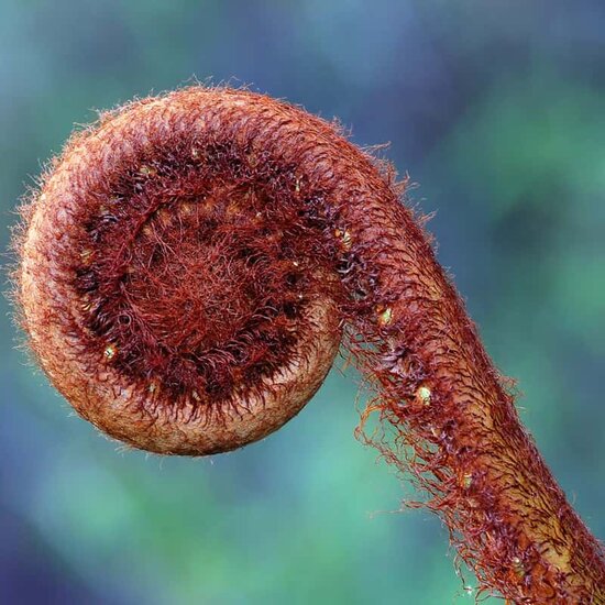 Dicksonia squarrosa - pot 24 cm