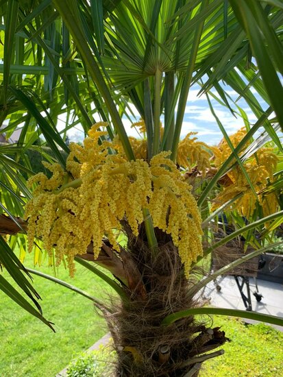 Trachycarpus fortunei - trunk 40-50 cm - total height 150-170 cm - pot &Oslash; 36 cm