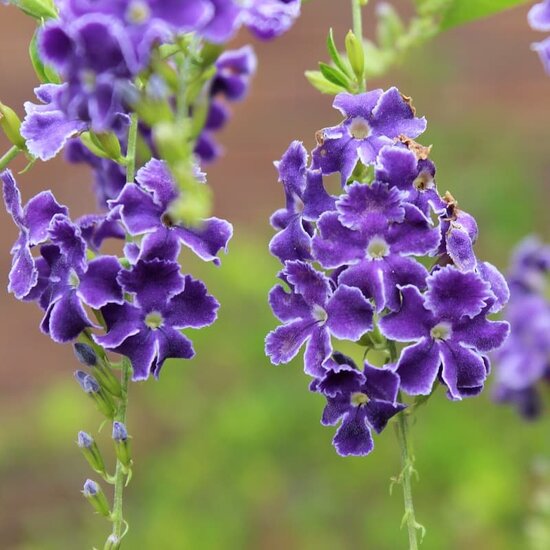 Duranta erecta total height 80-100 cm