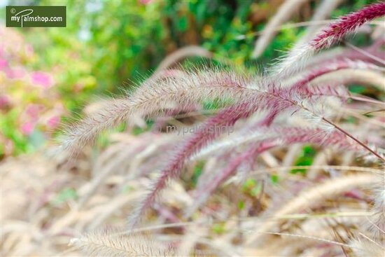 Pennisetum alopecuroides Hameln