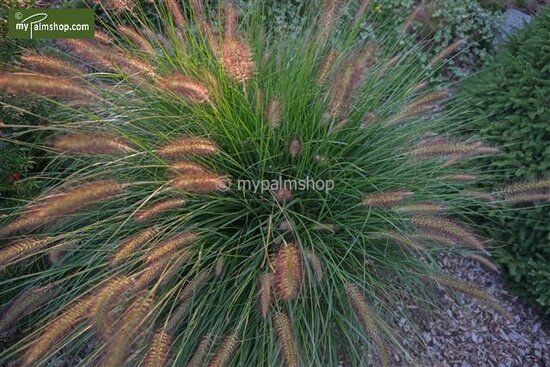 Pennisetum alopecuroides Hameln