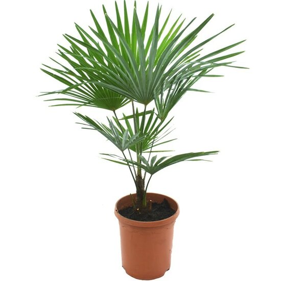 Trachycarpus princeps x wagnerianus - Topf &Oslash; 26 cm