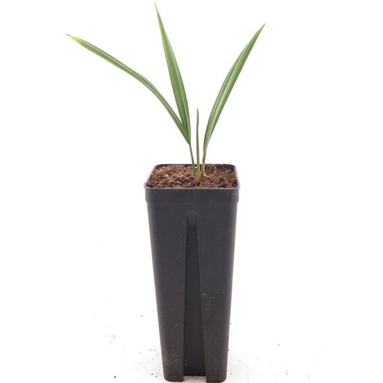 Serenoa repens seedling