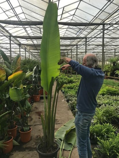 Ravenala madagascariensis - cut - pot &Oslash; 28 cm