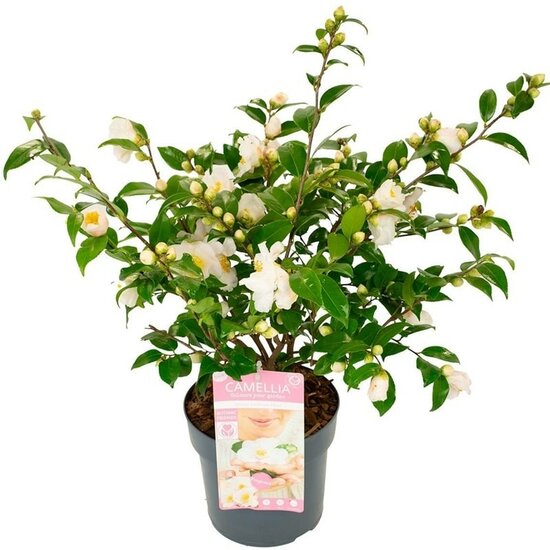 Camellia Winter Perfume Pearl