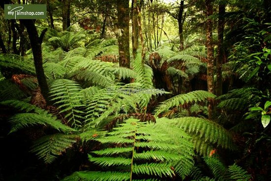 Dicksonia antarctica - trunk 20-30 cm