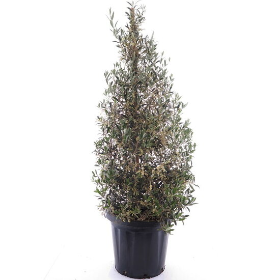 Olea europaea - piramide