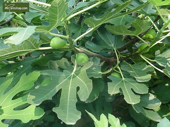 Ficus carica Brown Turkey 