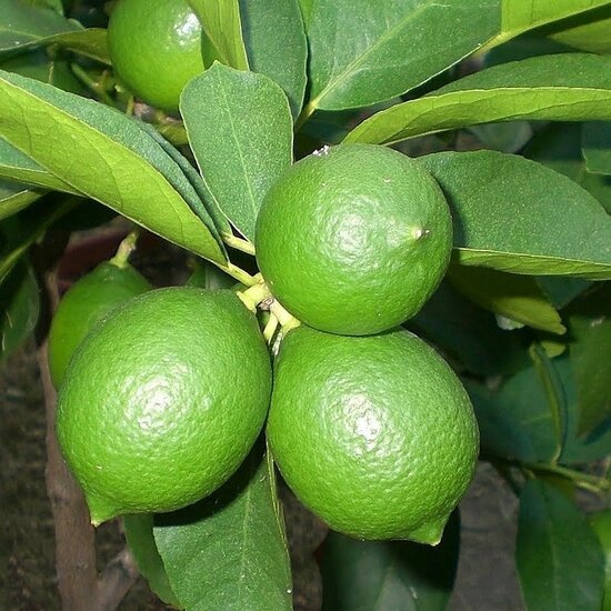 Citrus latifolia - trunk 15-25 cm - total height 50-60 cm - pot 13 cm