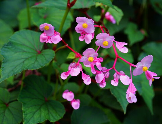 Begonia grandis