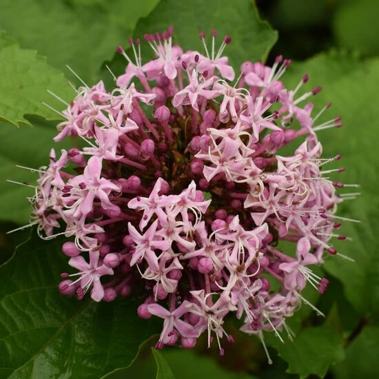 Clerodendrum bungei