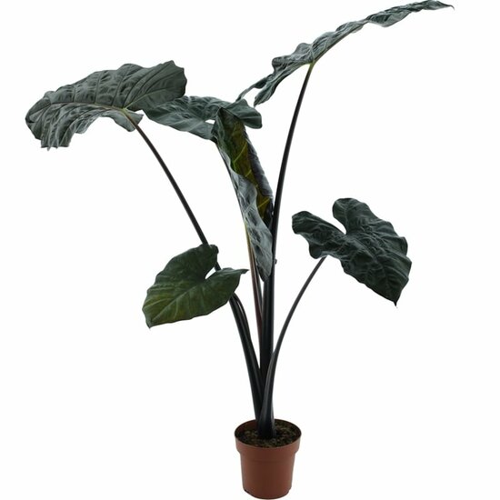 Alocasia sarawakensis Yucatan princess