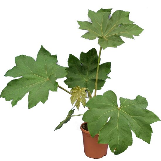 Tetrapanax papyrifera