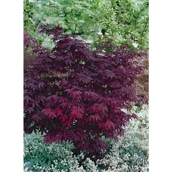 Acer palmatum Atropurpureum