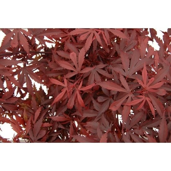 Acer palmatum Atropurpureum