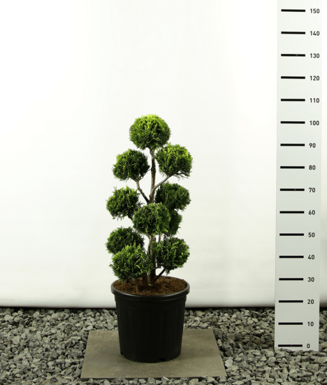 Chamaecyparis lawsonia Stardust multibol - total height 100-125 cm - pot 20 ltr