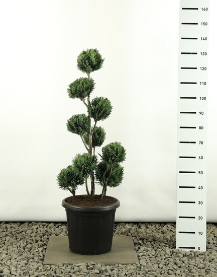 Chamaecyparis lawsoniana White Spot Multibol - total height 125-150 cm - pot 20 ltr