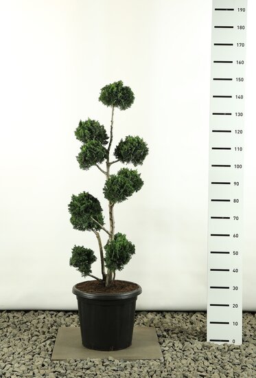 Chamaecyparis lawsoniana Wisselii Multibol - total height 150-170 cm