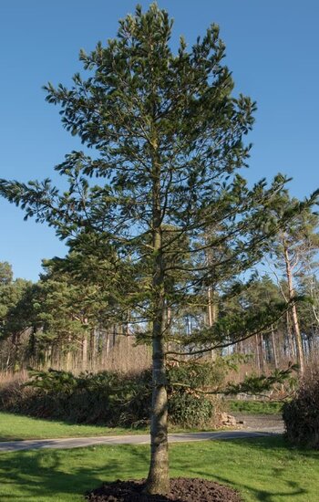 Pinus peuce