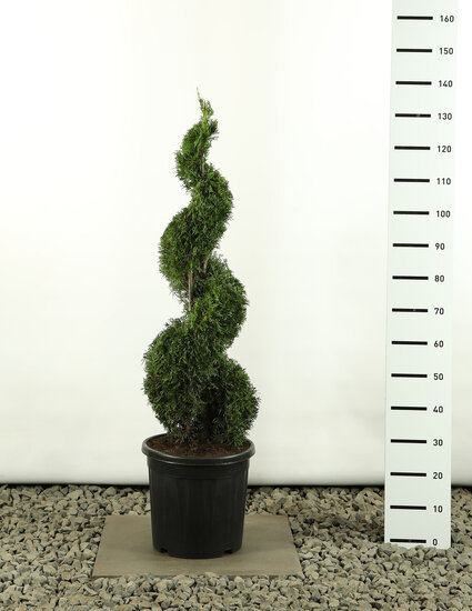 Thuja occidentalis Smaragd Spiral - total height 100-125 cm