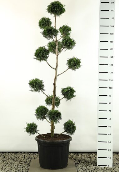 Cupressocyparis leylandii multibol - total height 170-200 cm [pallet]