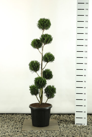 Cupressocyparis leylandii 2001 Multibol - total height 150-170 cm - pot 20 ltr