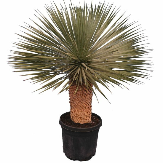 Yucca rostrata