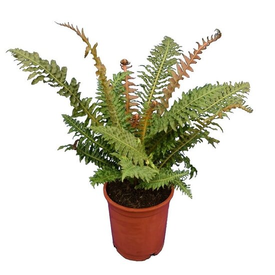 Blechnum brasiliense