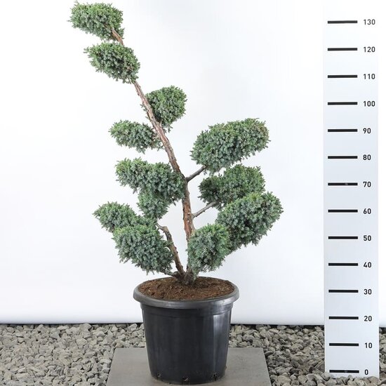 Juniperus chinensis Blue Alps Multiplateau extra