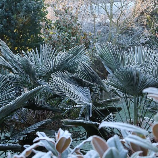 Trachycarpus wagnerianus