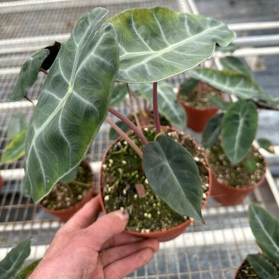 Alocasia baginda Pink Dragon