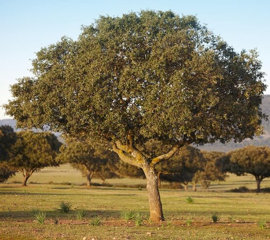 Quercus ilex - total height 50-70 cm - pot 17 cm