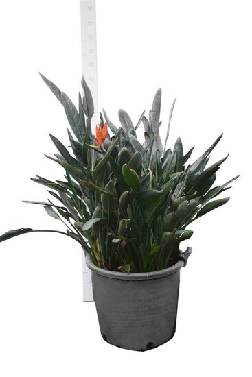 Strelitzia reginae