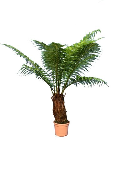 Dicksonia antarctica - trunk 40-50 cm [pallet]