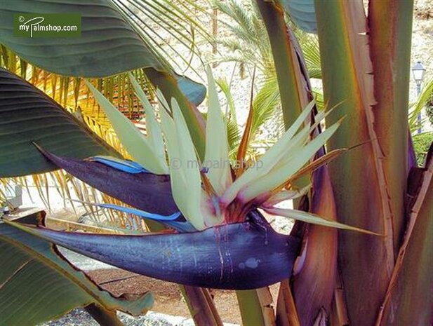 Strelitzia Nicolai