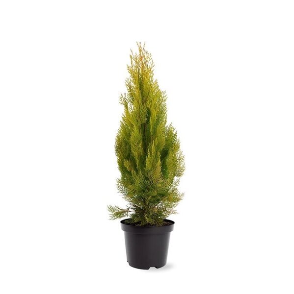 Platycladus orientalis Pyramidalis Aurea - total height 50-70 cm - pot 3  ltr - MyPalmShop